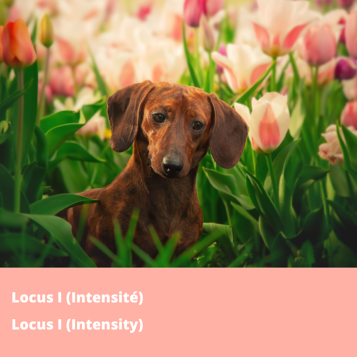 Betagene-Chien-Panel-couleur-base-700x700.png