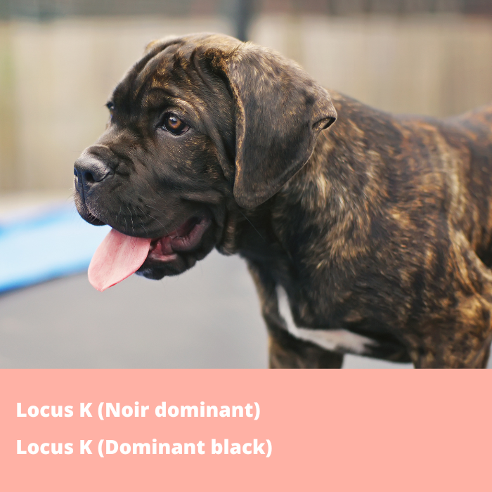 Locus K (Noir Dominant)