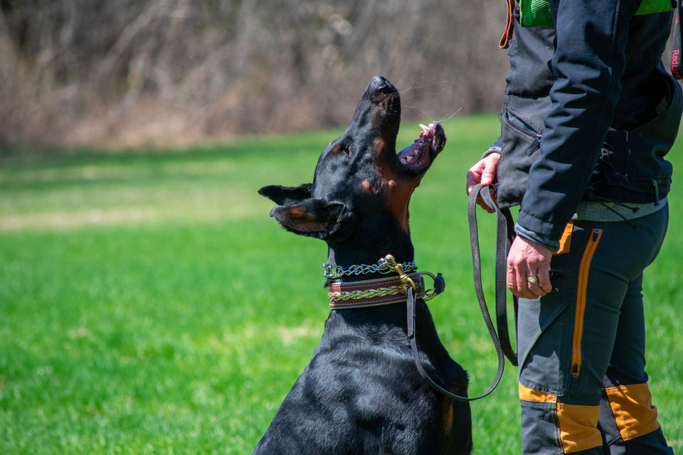 Cosmin Von Schwarzer Stolz
