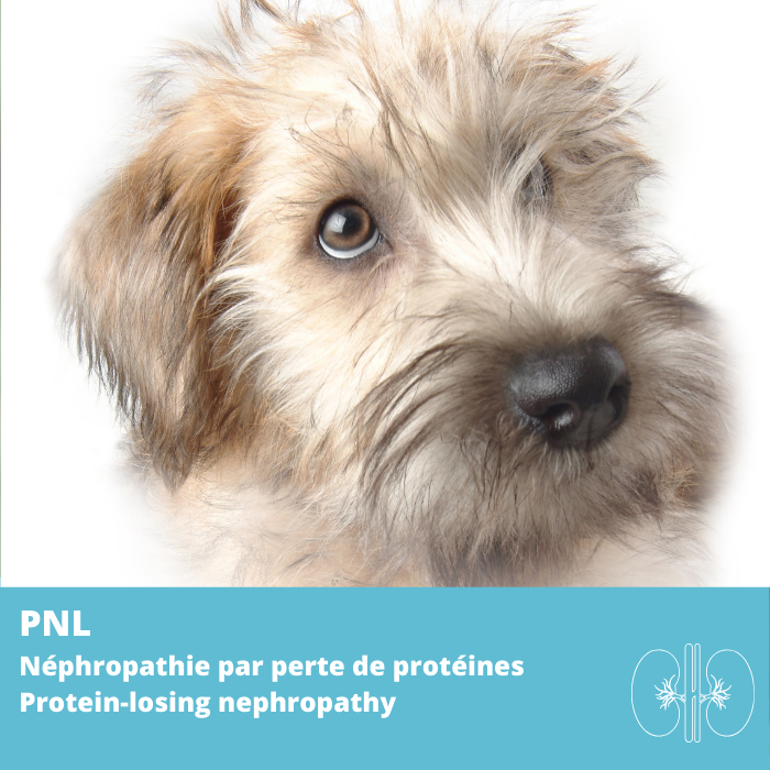 PLN- Néphropathie Par Perte De Protéines (Protein-Losing Nephropathy)