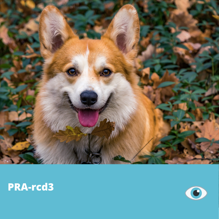 PRA-Rcd3 (Atrophie Progressive De La Rétine, Dysplasie Cône-Batonnet 3, PDE6A)