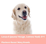 Betagene-Chien-Panel-couleur-base-700x700.png