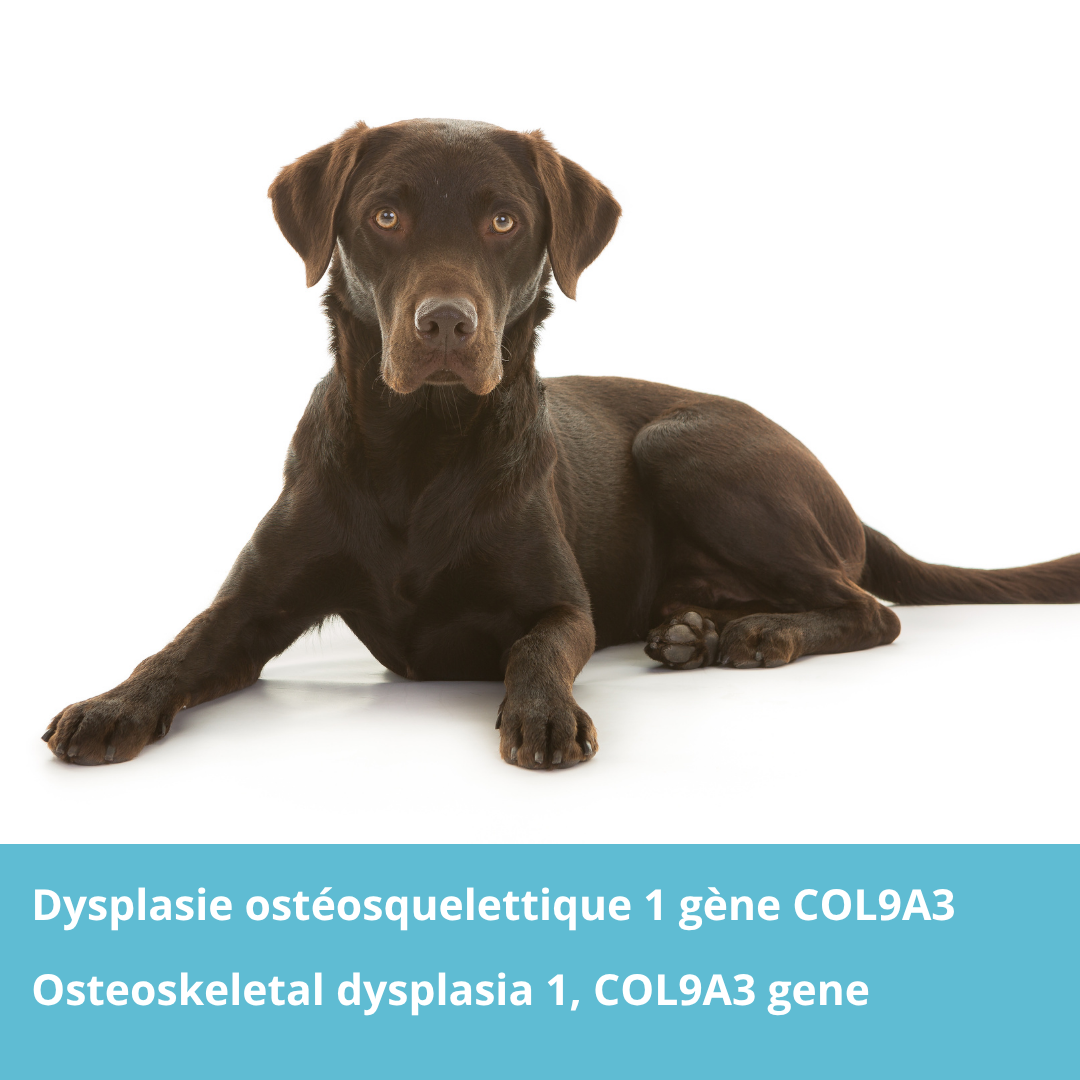 Osteoskeletal dysplasia 1, COL9A3 gene
