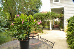 Patio 2