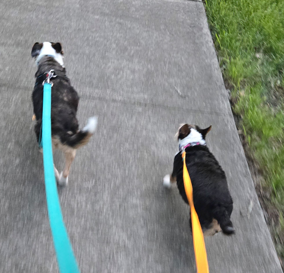 sheba-tater-walking.jpg
