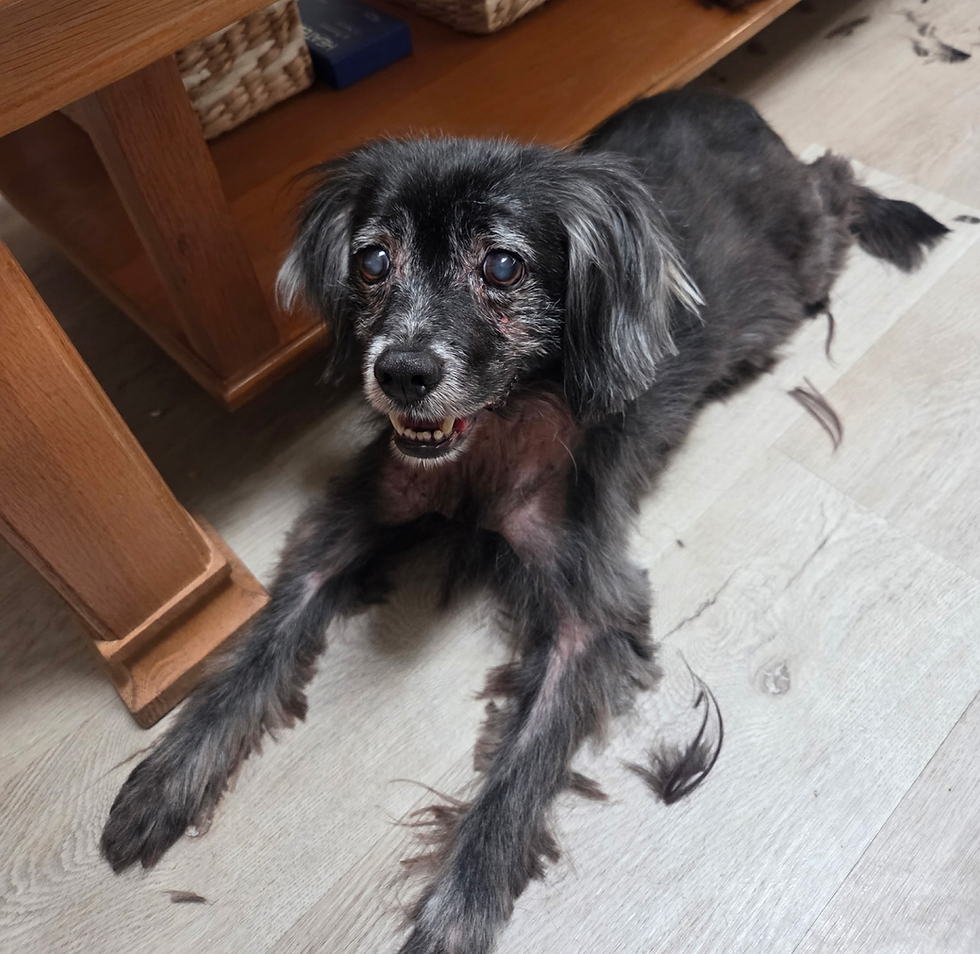 Look at these gams, says Major