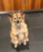 Kwanto reporting for cutie duty and treats