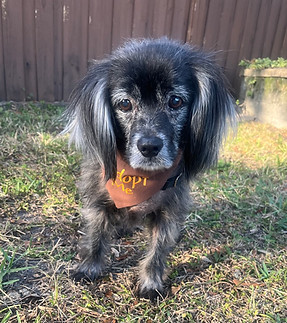 majorly-adoptable.jpeg