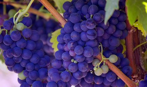 Les vins biodynamiques