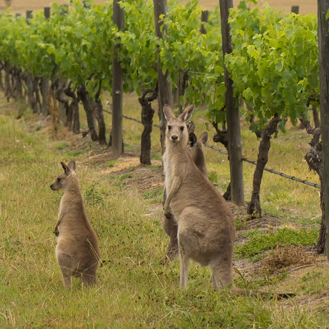 Les vins d'Australie