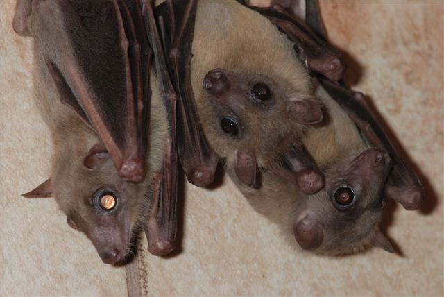 Roussette d'Egypte.JPG