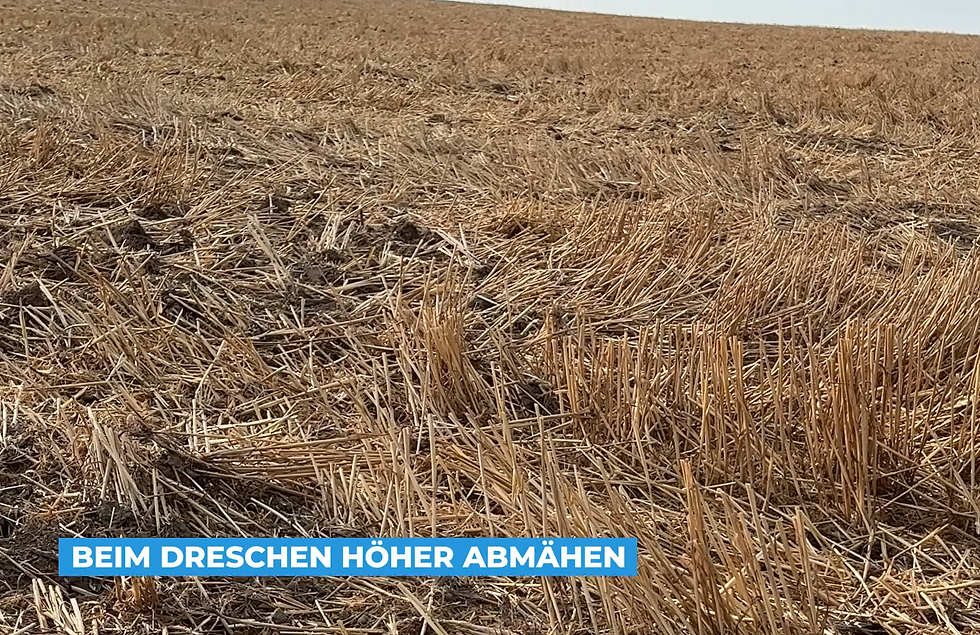 Beim Dreschen höher abmähen und höhere Stoppel stehen lassen, kann die Stickstoffsperre verhindern.