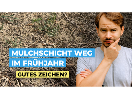 Die Mulchschicht meiner Zwischenfrucht ist weg?! Habe ich dann schon Biomasse im Frühjahr?