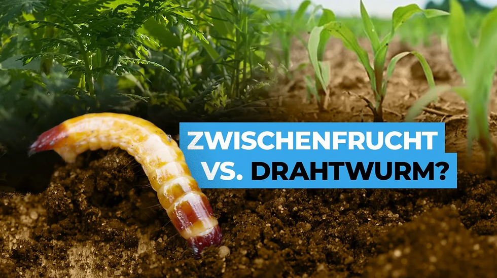 Welchen Einfluss hat die Zwischenfrucht auf den Drahtwurm?