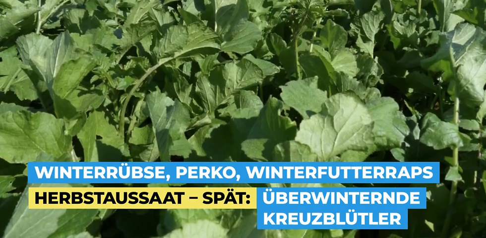 Überwinternde Zwischenfrucht-Arten für eine späte Herbstaussaat nach dem Mais