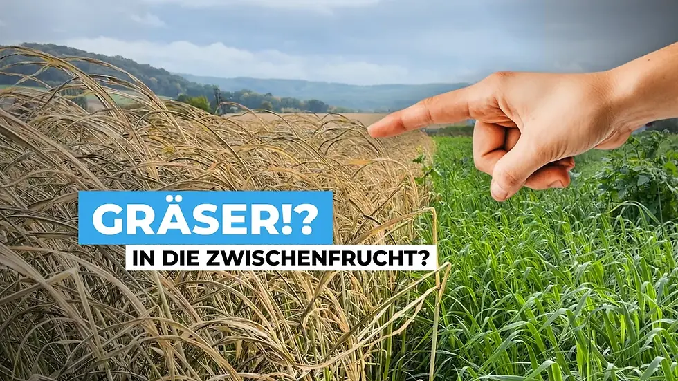 Warum sollte man Gräser in der Zwischenfrucht fördern und was hat die Wurzelarchitektur damit zu tun?