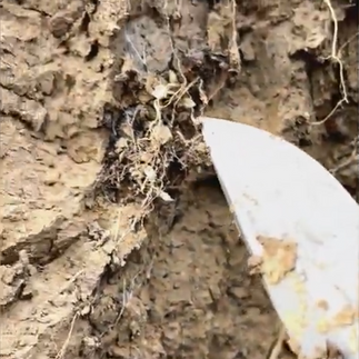 Spelz- und Strohreste in 20 bis 40 cm Tiefe in Regenwurmgängen