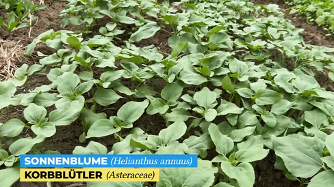 Sonnenblume der Familie Korbblütler