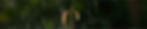 banner.jpg