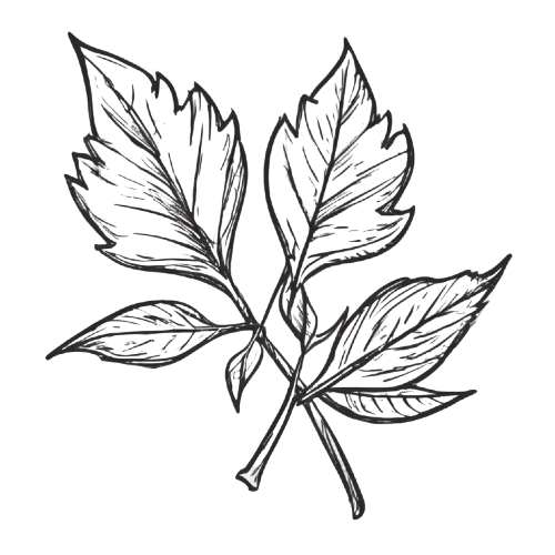 give_me_leaf_icon-removebg-preview.png