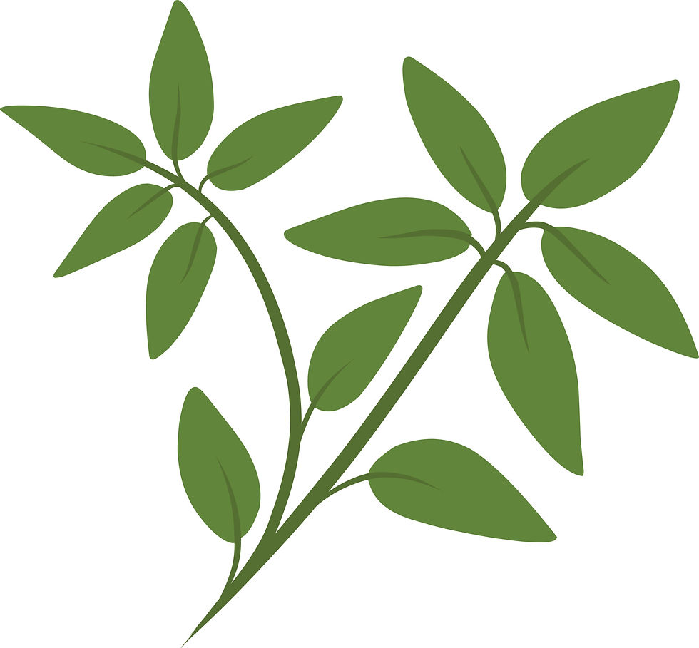 vecteezy_green-leaves-isolated-on-white-oregano-icon-vector-herbal_24453377.jpg