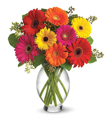 t1561-8gerberas