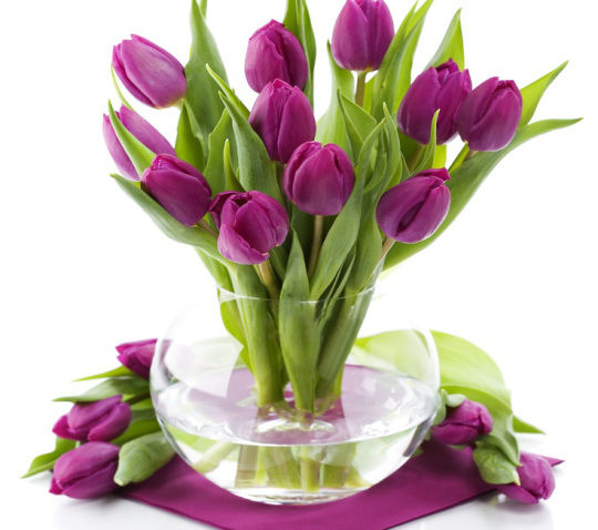 tulipanes morados