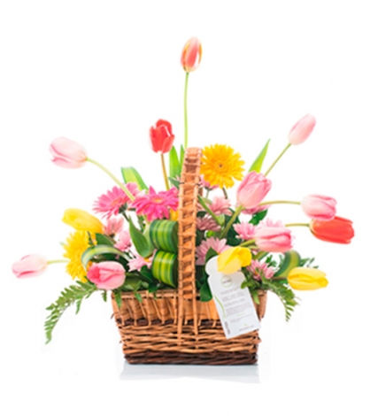 cesta tulip