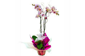 orquidea 013