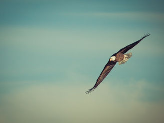 Safe Under His Wings