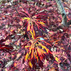 Maples | arborcrest