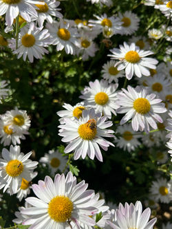 Chrysanthemum 'Venus'