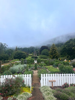 Foggy Morning in the Garden