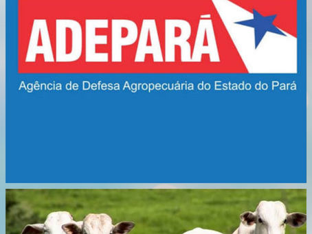 Adepará desmente Fake News sobre sobre rastreabilidade de gado