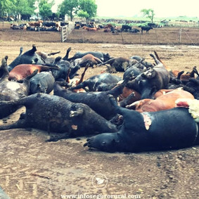 Micotoxinas podem causar mortes no rebanho bovino.
