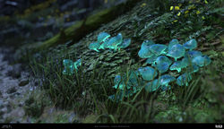 nate-castronovo-wild-glowshrooms