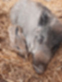 Bio-Imkerei Willared - Wildschwein.jpg