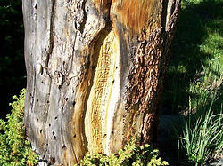 Bearing Tree