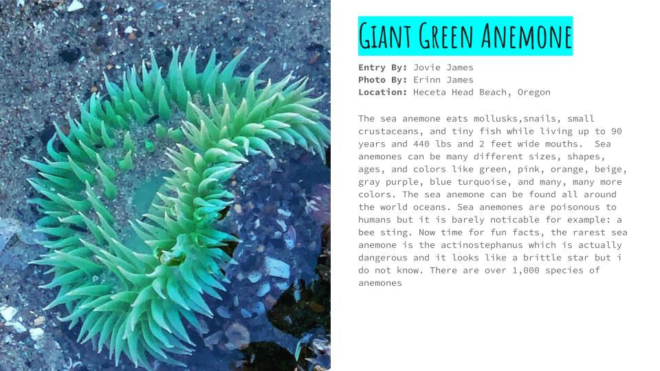 Anemones, Sponge, Coral & Jellyfish