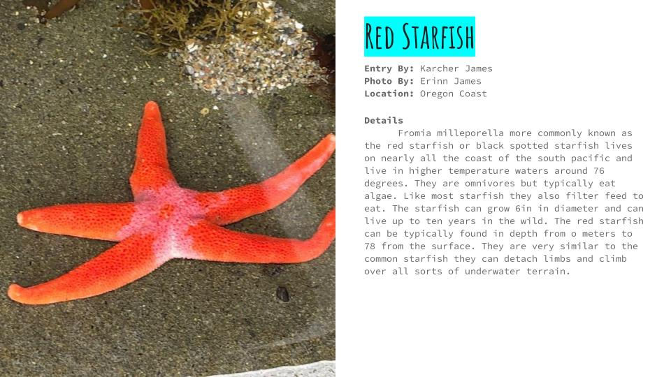 Starfish and Brittle Starfish