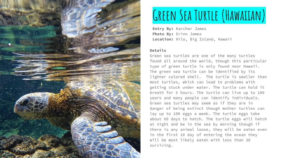 Amphibians and Reptiles