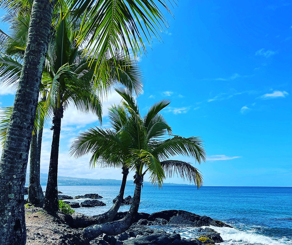 Palm trees on beach at Richardson Oceanic Park in Hilo Hawaii