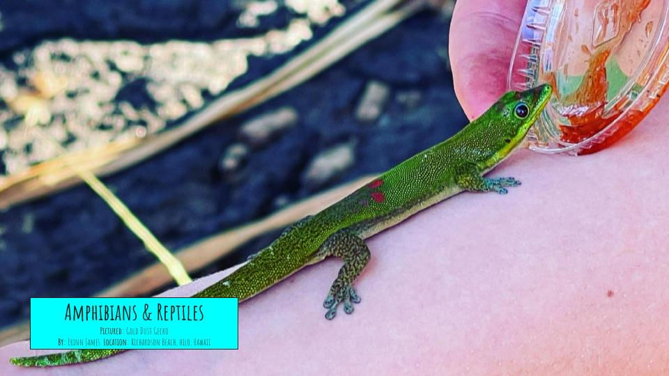 Amphibians and Reptiles