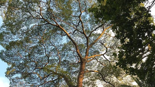 Projeto Floresta dos Saberes