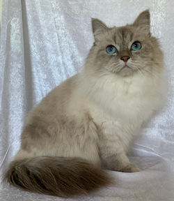 CH (N) CarilloCat Sigrid To EvaCats «Sigrid»