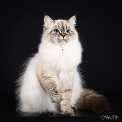 9e9a0b_b308ce067cc44ba5b129ab722e9931fd~mv2