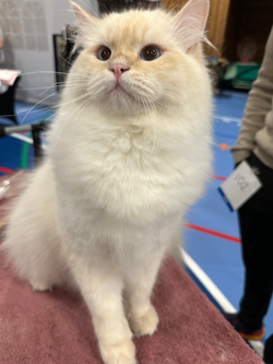 KCH JCH NO*Hemakri King Diesel