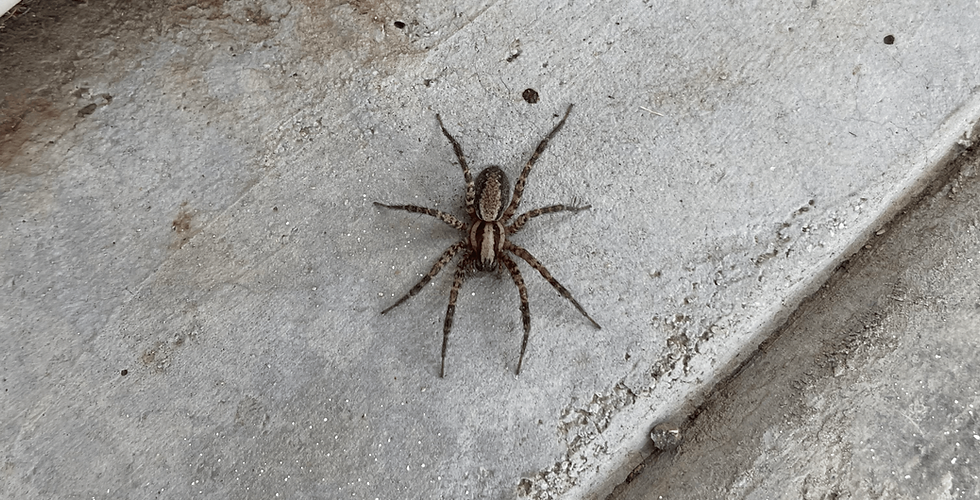 Effective Strategies for Spider Control in Treasure Valley Homes