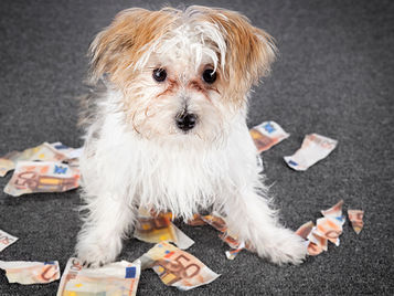 Why Are Some Dog Trainers Cheap and Others More Expensive?