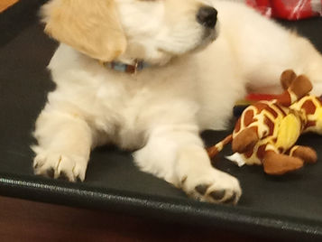 Thinking About Getting a Puppy?